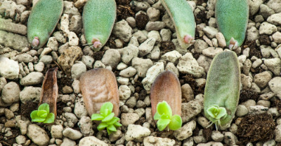 How to Propagate Succulents from Cuttings | GroveGypsy