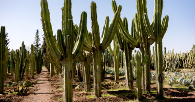 How To Trim Tall Succulents | GroveGypsy