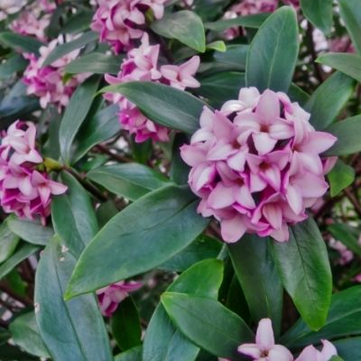 daphnes