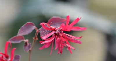 Loropetalum: Chinese Fringe Flower (How To Grow) | GroveGypsy