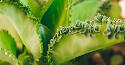Mother Of Thousands Complete Gide To Care & Growing | GroveGypsy