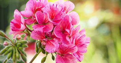 Geranium Varieties: Types & How To Grow | GroveGypsy