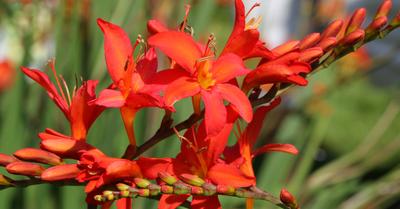 Guide To Crocosmia (Montbretia) Flowering Plants | GroveGypsy