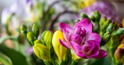 Freesia Flowers: How To Grow & Care For These Plants | GroveGypsy