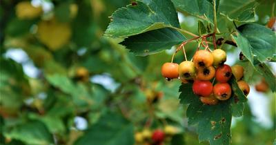 Hathorn Trees: How To Grow & Care For Crataegus Plants | GroveGypsy
