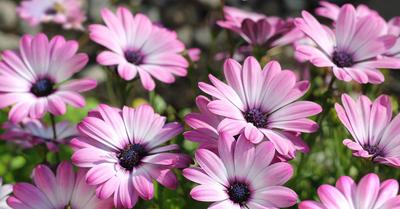 How To Grow & Care African Daisies (Osteospermum) | GroveGypsy
