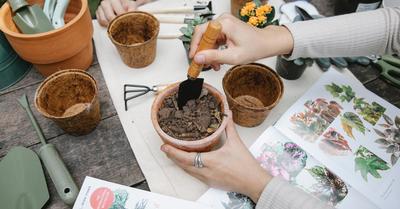 Firecracker Plant: How To Grow & Care For Cuphea | GroveGypsy