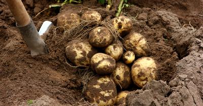 How Long Does It Take To Grow Potatoes? | GroveGypsy