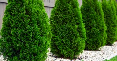 Types of Arborvitae Trees | GroveGypsy
