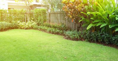 Best Bushes for Small Gardens | GroveGypsy