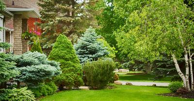 Best Trees for Large Gardens | GroveGypsy