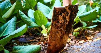 Soil Adhesion Vs Cohesion | GroveGypsy
