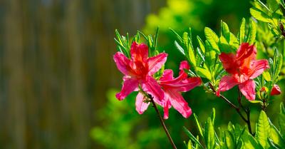 When To Plant Flower Bushes | GroveGypsy