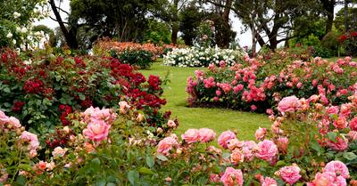 How To Design a Rose Garden | GroveGypsy