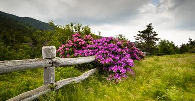 What Flower Bushes Bloom All Summer? | GroveGypsy