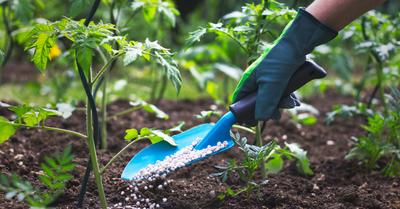 Soil vs Fertilizer | GroveGypsy