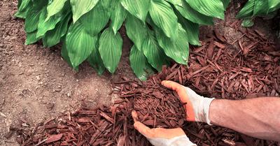 Soil vs Mulch | GroveGypsy