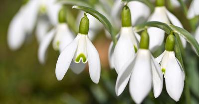 How To Plant, Grow & Care For Snowdrop Flowers (Galanthus) | GroveGypsy