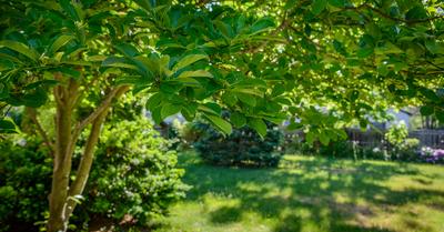 How Tall Should a Garden Tree Be? | GroveGypsy