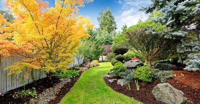 How To Choose a Tree for your Garden | GroveGypsy