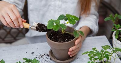 Soil vs Potting Mix | GroveGypsy