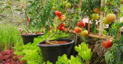 Best Mulch for a Vegetable Garden | GroveGypsy