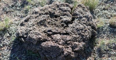 Soil Amendments Vs Fertilizer | GroveGypsy