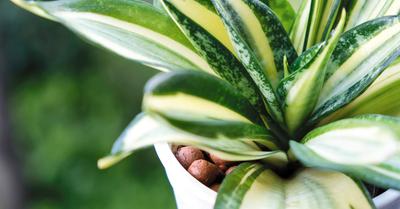Are Snake Plants Succulents? | GroveGypsy