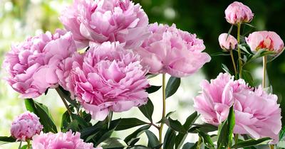 Types of Peonies & How To Choose | GroveGypsy