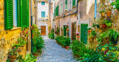 Best Mediterranean Plants (Grow These) | GroveGypsy