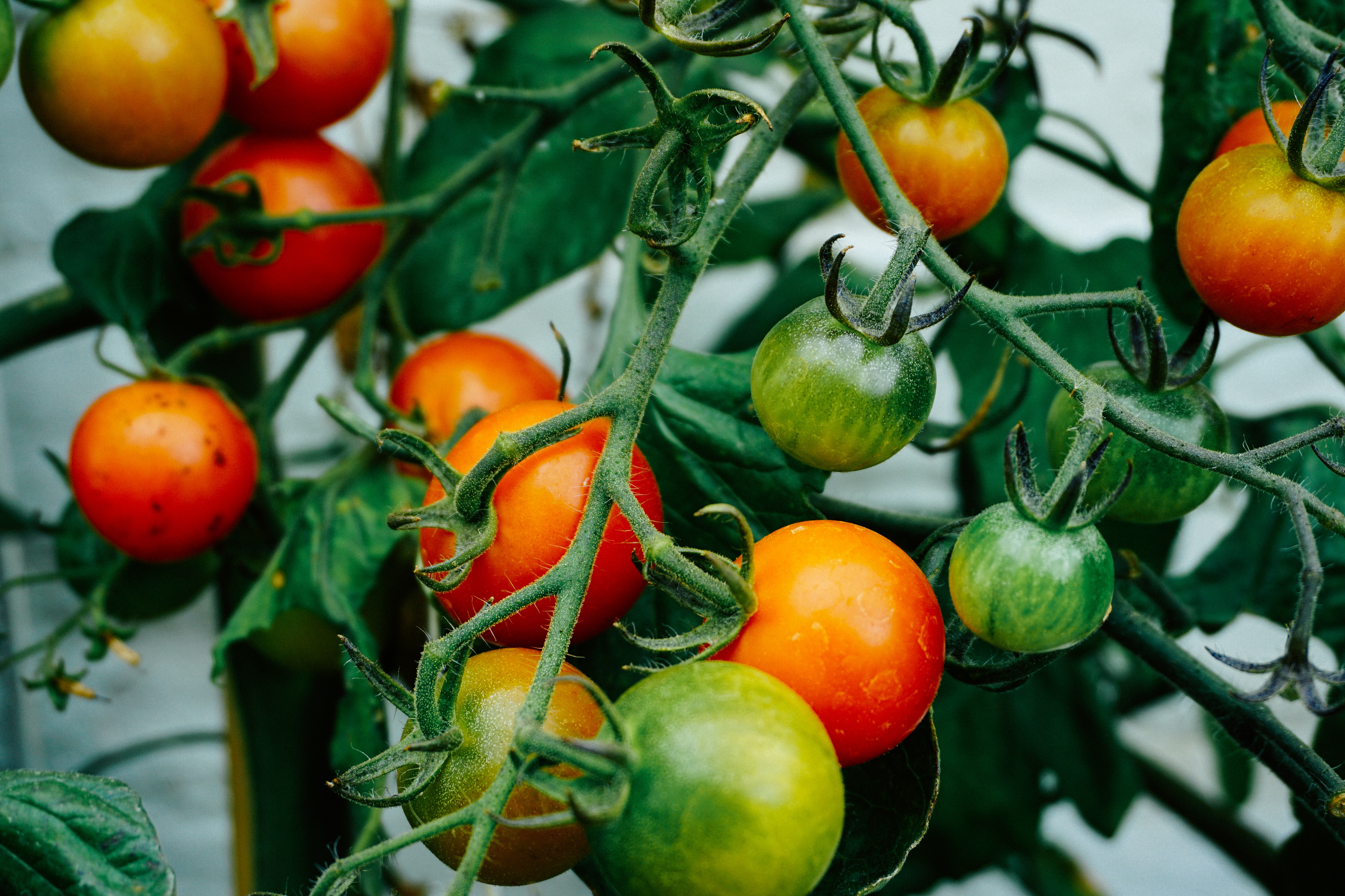 Omie s'engage pour la résilience alimentaire