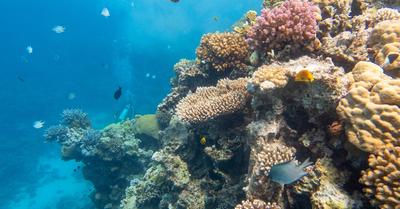 What Is A Marine Biome? | Renew Method