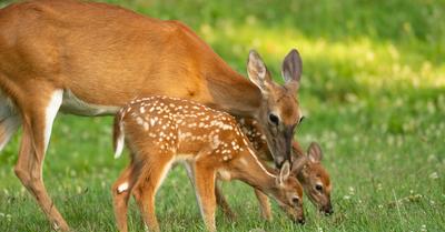 Deer Biomes: Human Impact & Solutions | Renew Method