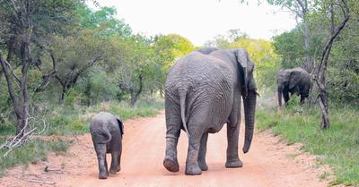 What Biome Do Elephants Live In? | Renew Method