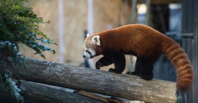 What Biome Do Red Pandas Live In? | Renew Method