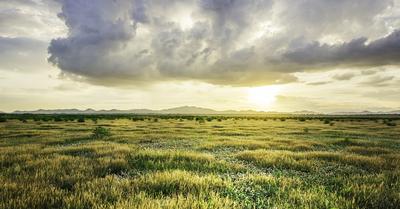 What Is The Climate of Grasslands? | Renew Method