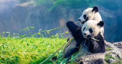What Biome Do Pandas Live In? | Renew Method