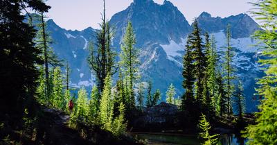 Why Are Plants In The Alpine Biome Typically Low Growing? | Renew Method