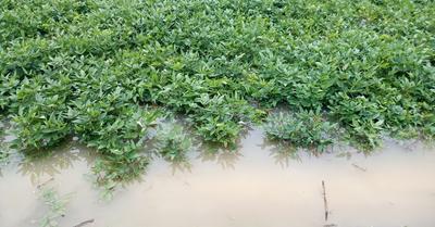 What Is Waterlogging? | Renew Method