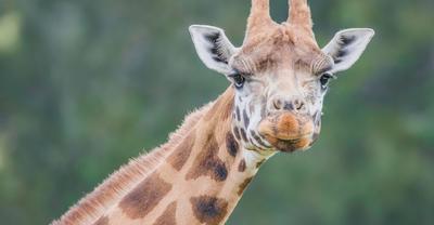 What Biome Do Giraffes Live In? | Renew Method