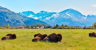Types Of Wildlife Conservation | RenewMethod