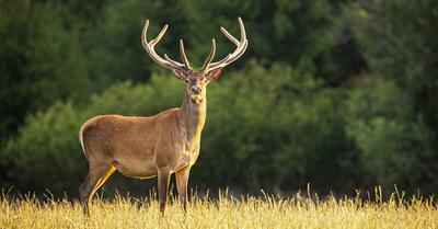 What Biome Do Deer Live In? | Renew Method