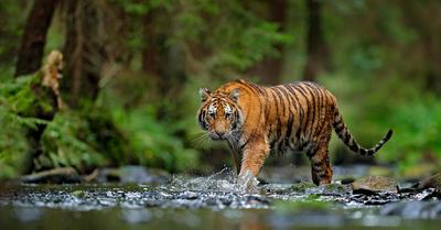 What Biome Do Tigers Live In? | Renew Method
