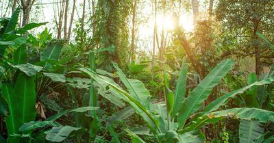 Types of Land Conservation - A Complete Guide | RenewMethod