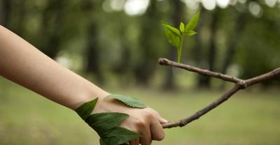Land Trust Vs Conservation Easement | RenewMethod