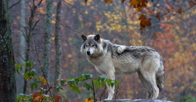 What Is The Goal Of Wildlife Conservation? | RenewMethod
