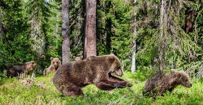 What Biome Do Grizzly Bears Live In? | Renew Method
