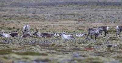 What Biome Do Caribou Live In? | Renew Method