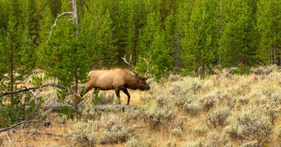 Can You Hunt On Conservation Land? | Renew Method