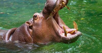What Biome Do Hippos Live In? | Renew Method